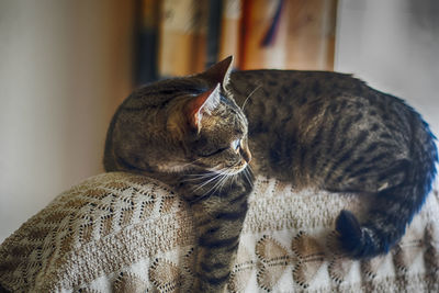 Close-up of tiger sitting at home