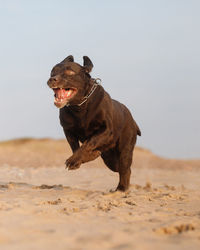 Close-up of black dog