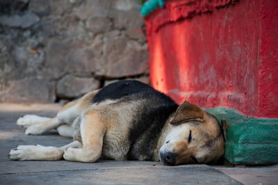 Stray dog sleeping on the street of kathmandu, nepal