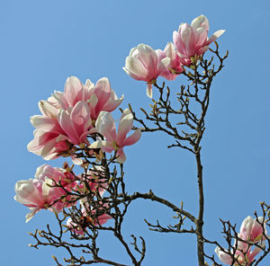 Low angle view of flower tree against clear sky