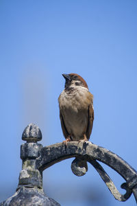 Low angle view of bird perching on metal against clear sky