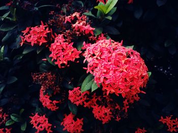 Close-up of red flowers blooming outdoors