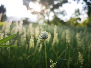 Close-up of flowering plant on field