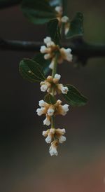 Close-up of white flowering plant