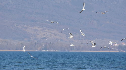 Seagulls flying over sea