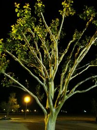 Close-up of tree at night