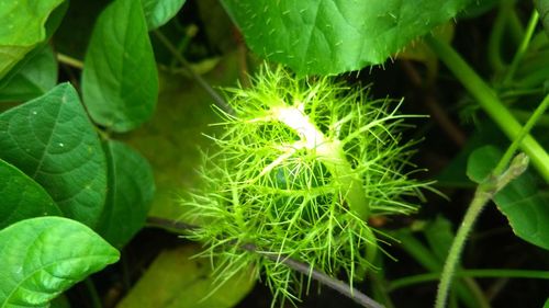 High angle view of flowering plant