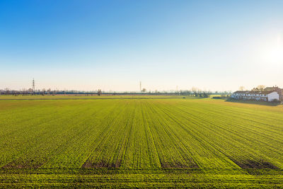 Scenic view of agricultural field against clear sky