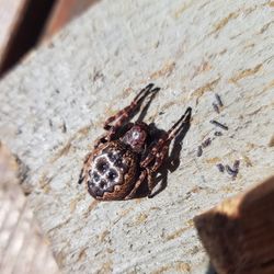 Close-up of spider on rock