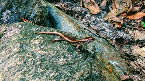 Close-up of a lizard on tree