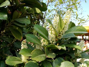 Low angle view of flowering plant on tree