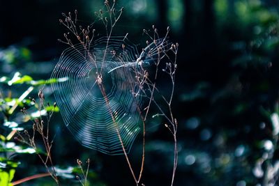 Close-up of spider web