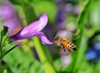 Honey bee flying towards flower