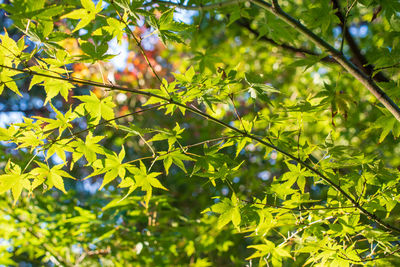 Low angle view of leaves on tree