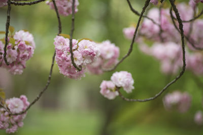 Close-up of pink cherry blossom on tree