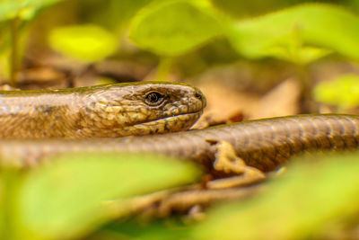 Close-up of lizard