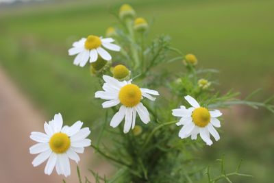 Close-up of yellow flowers blooming outdoors