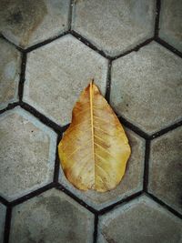 Close-up of leaf