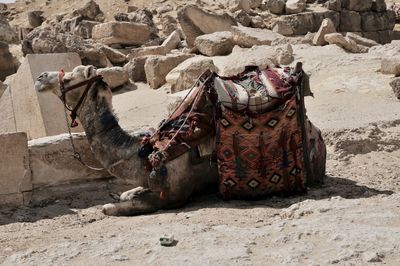 Horse resting on a desert