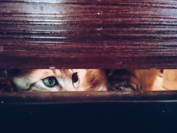 Close-up of cat looking through window