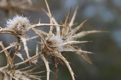 Close-up of flower plant