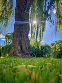 Trees on field against sky