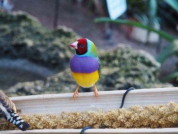 Close-up of bird perching on wood