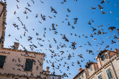 Low angle view of birds flying against sky