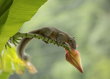 Close-up of a flower