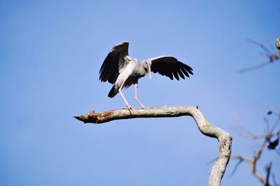 Low angle view of eagle perching on tree against clear blue sky