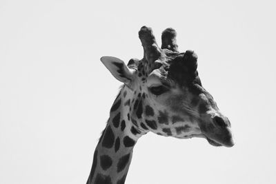 Close-up of giraffe against white background