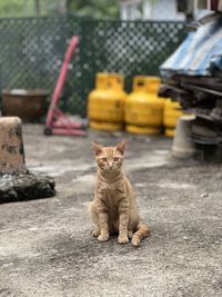 Portrait of cat sitting outdoors