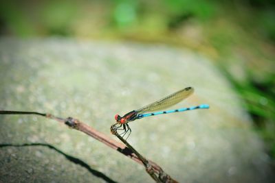 Close-up of damselfly on leaf