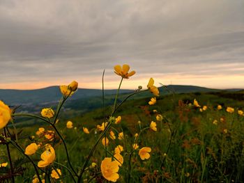 Close-up of yellow flowering plant on field against sky