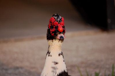 Mr. muscovy 