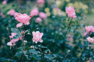 Close-up of pink flowers blooming outdoors