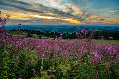 Pink flowering plants on field against sky during sunset