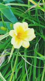 Close-up of yellow flower