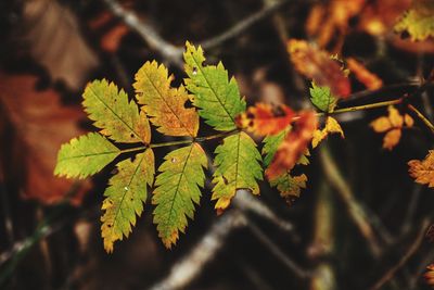 Close-up of leaves on plant during autumn