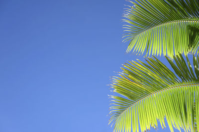 Low angle view of palm tree against clear blue sky