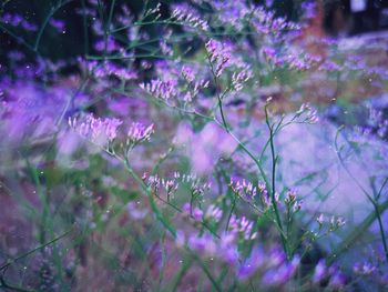 Close-up of purple flowering plant