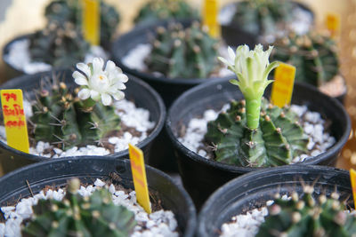 Close-up of potted plant