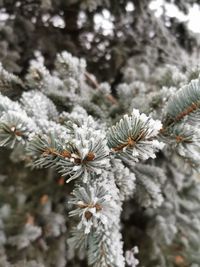 Close-up of snow on pine tree