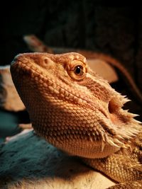 Close-up of lizard