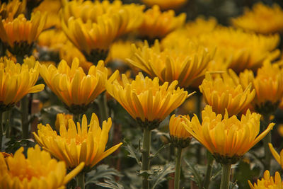 Close-up of yellow flowers