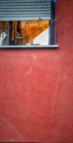 Cat on window of building