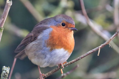 Close-up of bird perching on branch