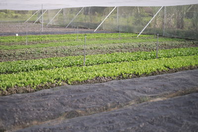 Scenic view of agricultural field