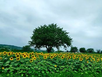 Scenic view of sunflower field against sky