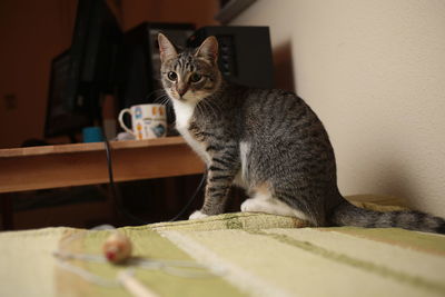 Cat sitting on table at home